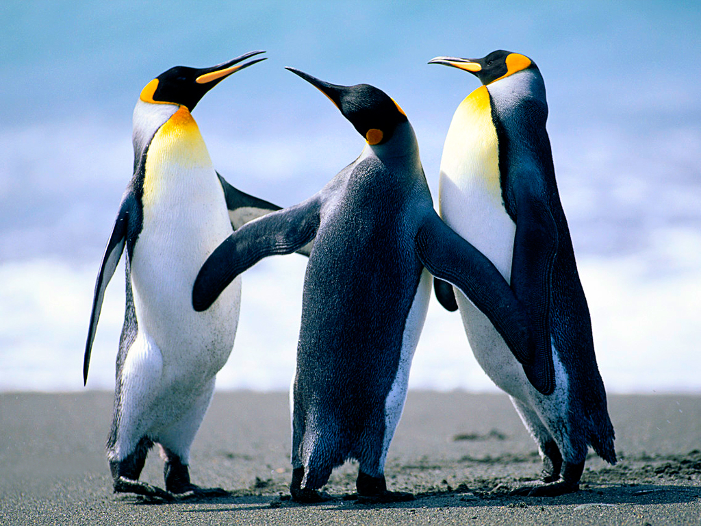 SBM Server Penguins